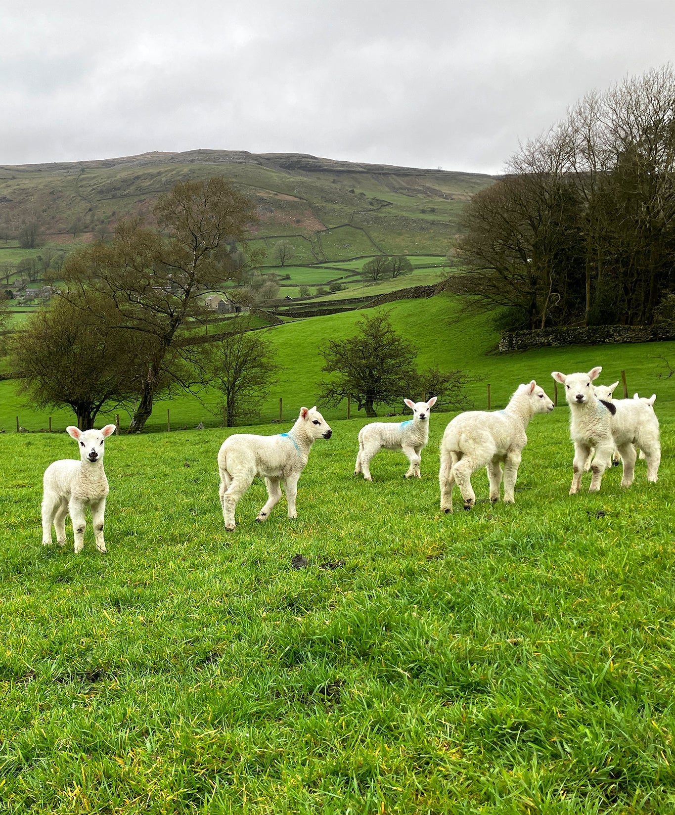 We Love Wool (and Sheep, and Farmers!)