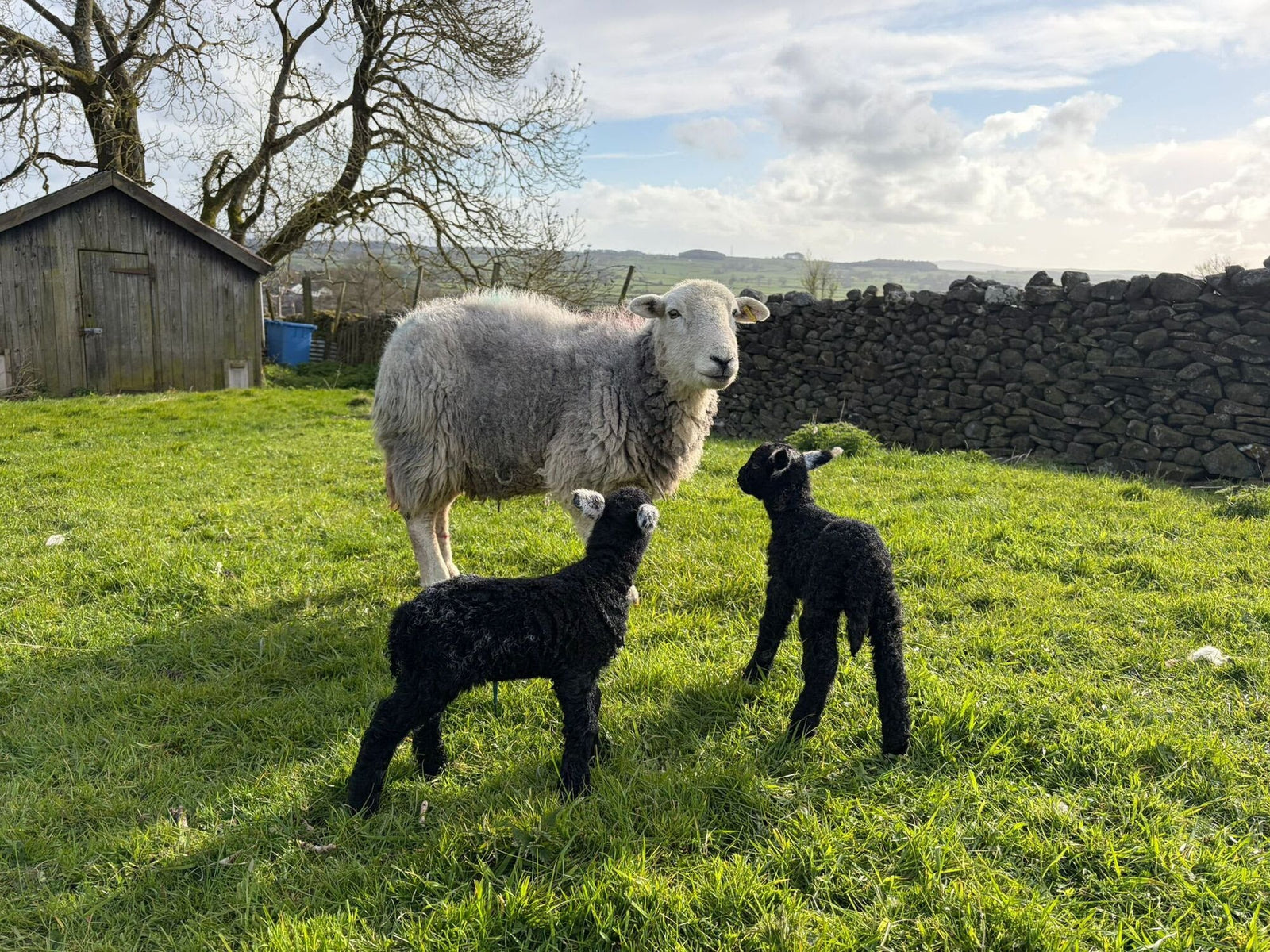 Lambing Time & British Wool
